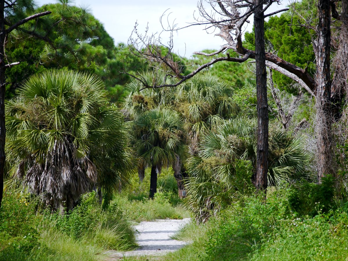 Honeymoon Island, across the sound.