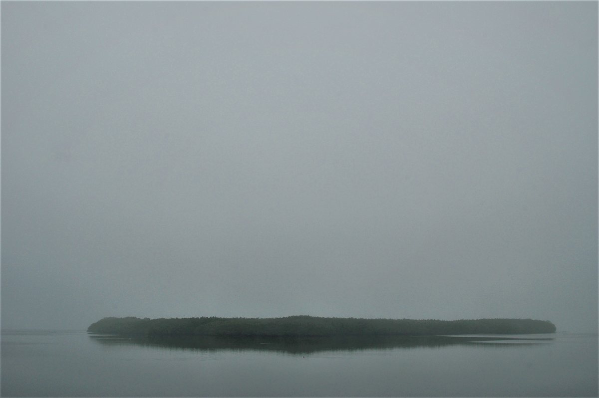 Mangrove and bayou.