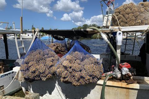 Sponge boats and sponge harvest on the Anclote River waterfront at Tarpon Springs, Florida.