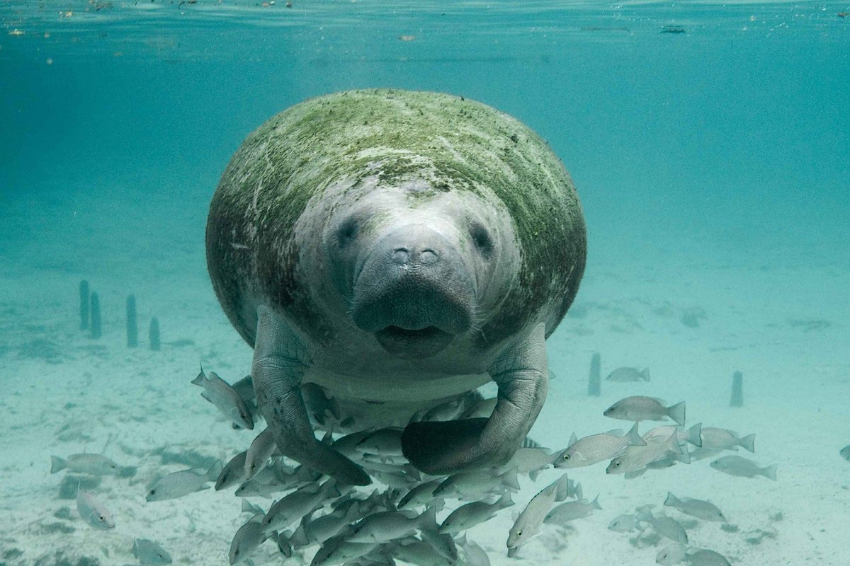 A manatee in clear shallow water with fish, in the waters around St. Petersburg, Florida.