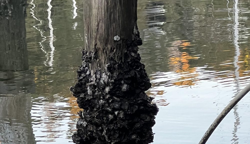 A wooden dock piling with bare weathered timber above a sharply defined band of dense oyster growth at the waterline.