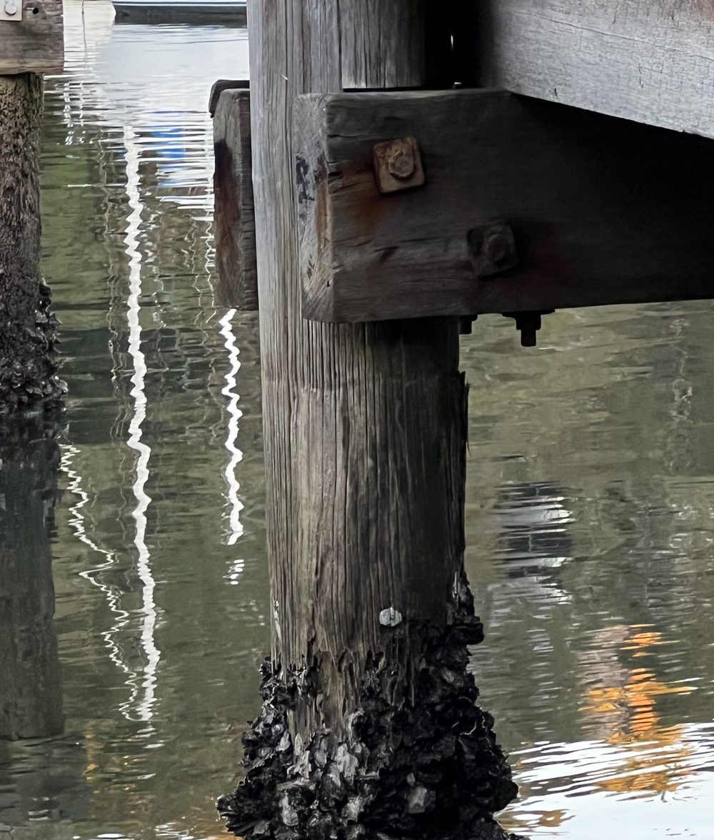 Two dock pilings beneath a marina walkway, each carrying a band of oyster growth beginning at the same height above the water.