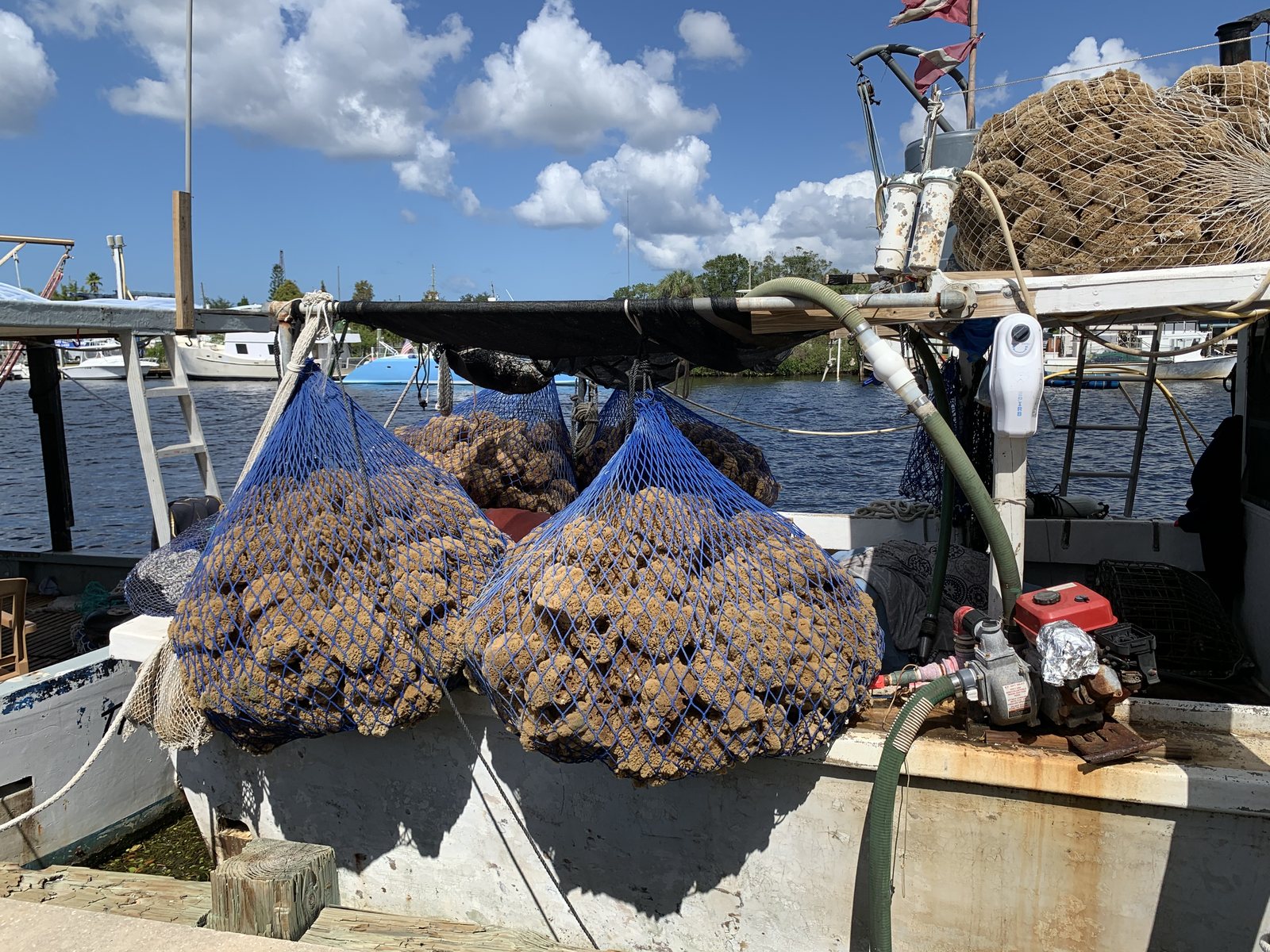 Sponge boats and sponge harvest on the Anclote River waterfront at Tarpon Springs, Florida.